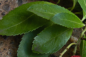 Arbutus Tree Leaf | Beatiful Tree