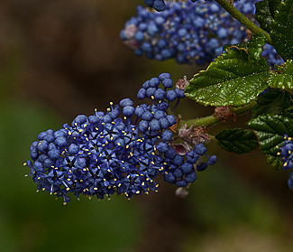 Ceanothus 'Frosty blue'  flower