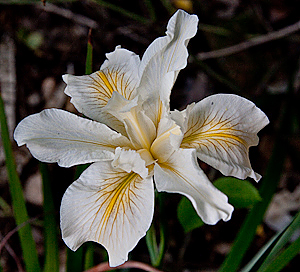 Iris douglasiana  flower