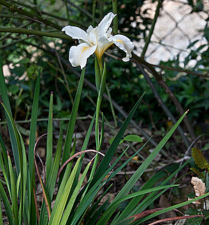 Iris douglasiana  plant