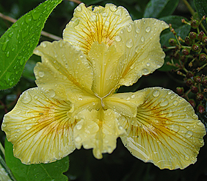 Iris douglasiana yellow flower