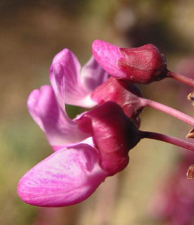 Cercis occidentalis flower