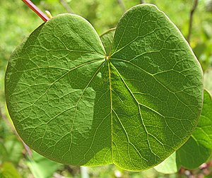 Cercis occidentalis leaf