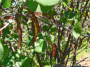 Cercis occidentalis young seedpods