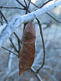 Cercis occidentalis seedpod in winter