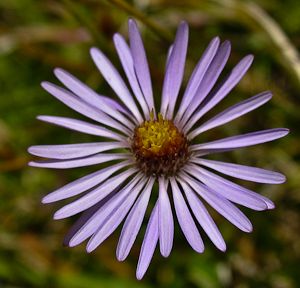 Aster occidentalis flower