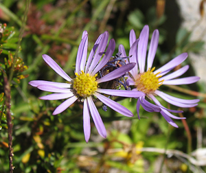 Aster occidentalis flowers