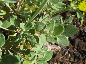 Eriogonum umbellatum leaves