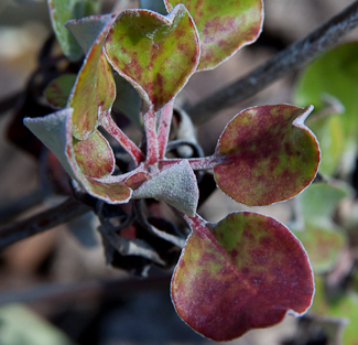 Eriogonum umbellatum winter leaves