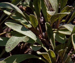 Salvia sonomensis leaves