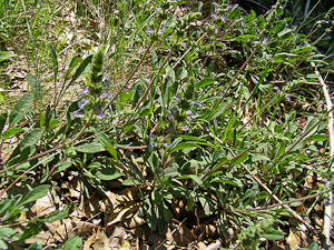 Salvia sonomensis plant