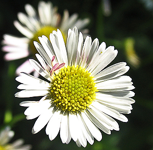 Erigeron karvinskianus flower