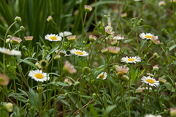 Erigeron karvinskianus flowers