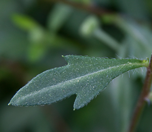 Erigeron karvinskianus leaf