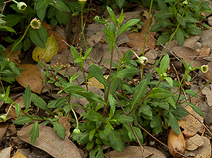 Erigeron karvinskianus young plants