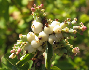 Symphoricarpos albus berries
