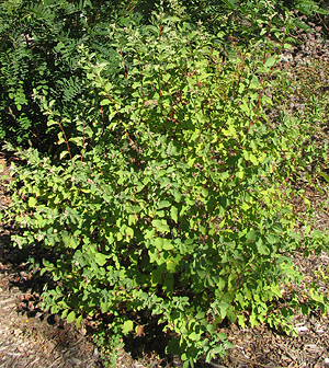 Symphoricarpos albus shrub