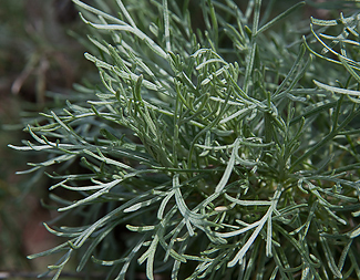 Artemisia californica leaves