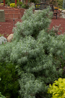 Artemisia californica  shrub