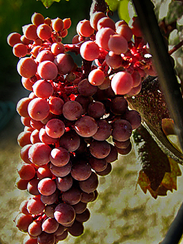 Vitis californica fruit