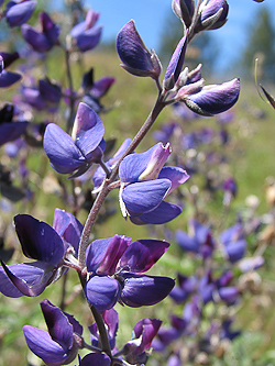 Lupinus albifrons blue flower