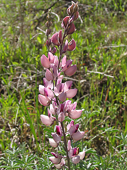 Lupinus albifrons flower pink