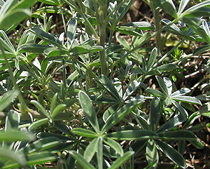 Lupinus albifrons leaves