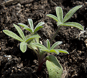 Lupinus albifrons young plant