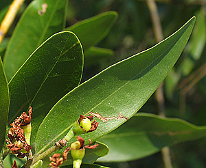 Umbellularia californica leaves