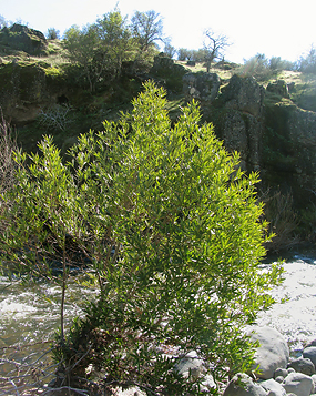 Umbellularia californica at Dey Creek