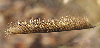 Bouteloua gracilis seedhead