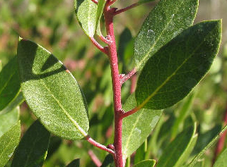 Arctostaphylos densiflora 'Howard Mcminn'  leaves