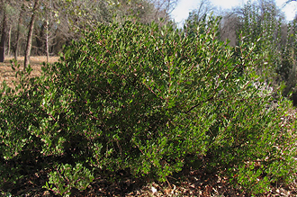 Arctostaphylos densiflora 'Howard Mcminn' shrub