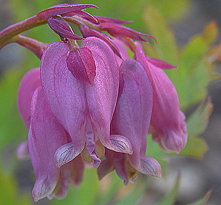 Dicentra formosa flower