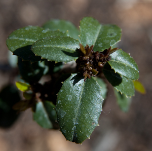 Rhamnus crocea leaves