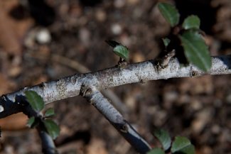 Rhamnus crocea twig