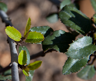 Rhamnus crocea young leaves
