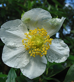 Carpenteria californica flower