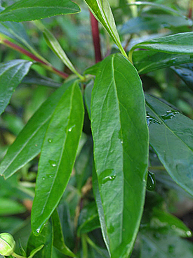 Carpenteria californica leaves