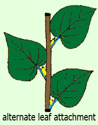 alternate leaf attachement