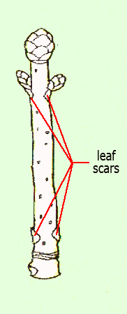 leaf scars