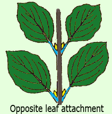 opposite leaf attachment