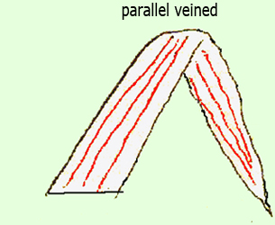 parallel veined