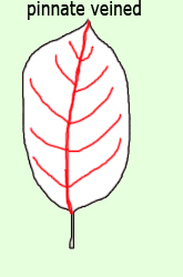 pinnate veined