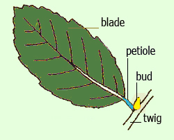 simple leaf