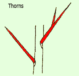 thorns