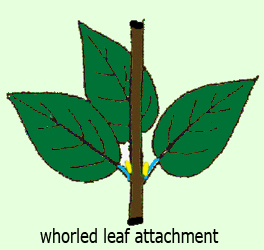 whorled leaf attachment